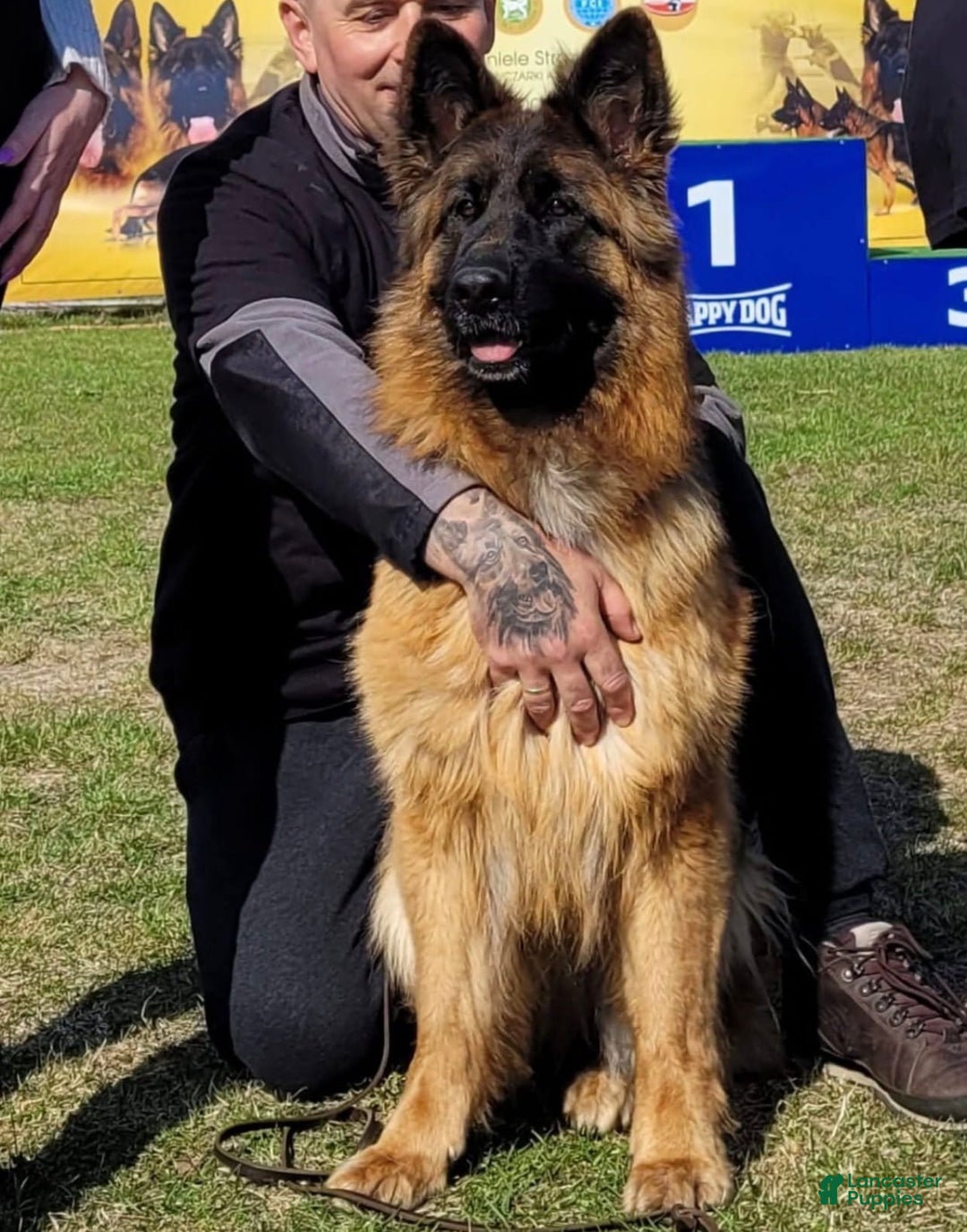 German Shepherd dogs for sale: Sugar - Ad 10