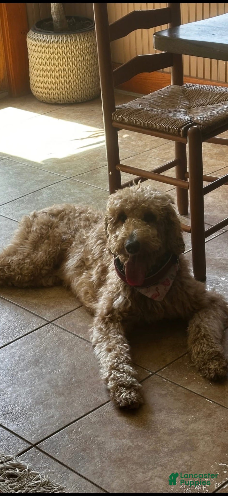 Goldendoodle dogs Willow  - Ad 42