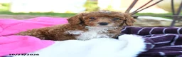 Miniature Poodle dogs for sale: Mochi - Ad 3