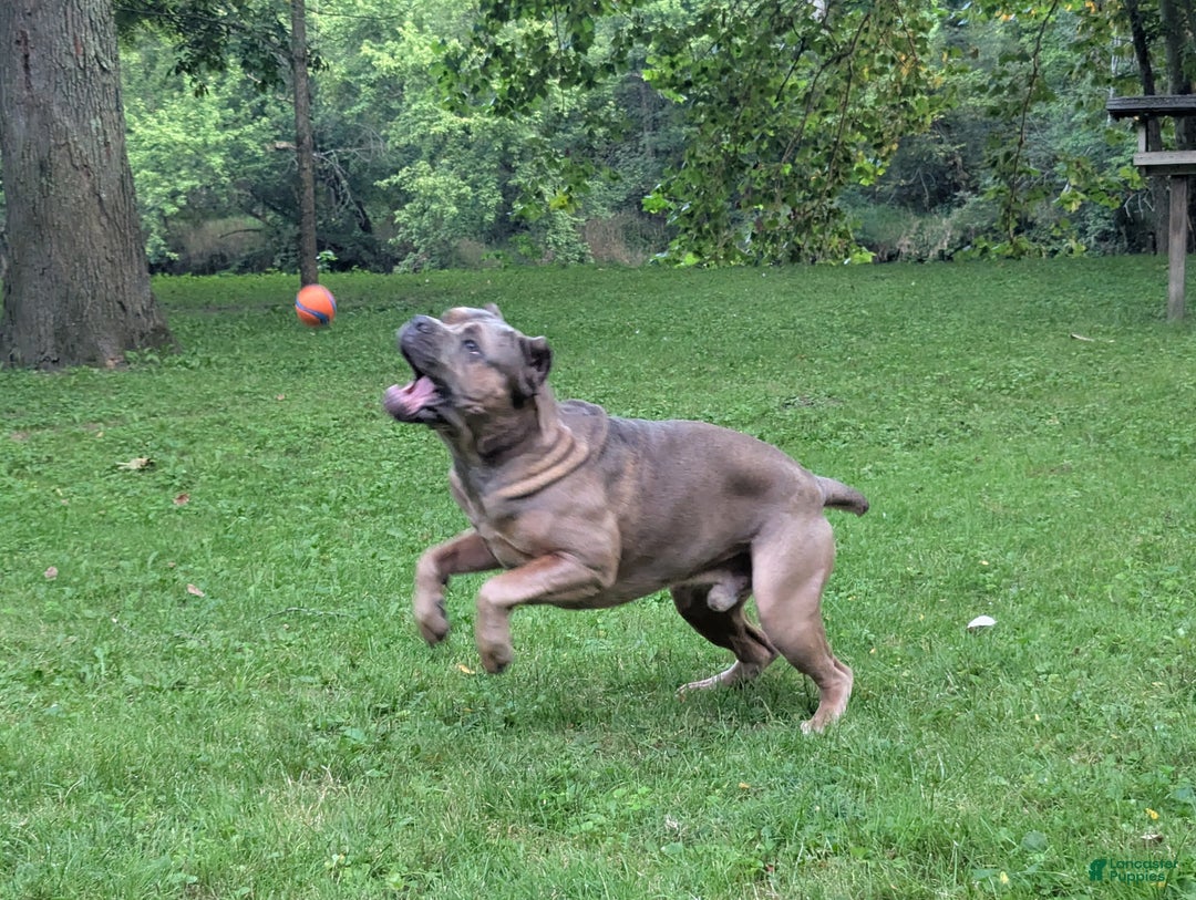 Cane Corso dogs for sale: Grey collar- male - Ad 8