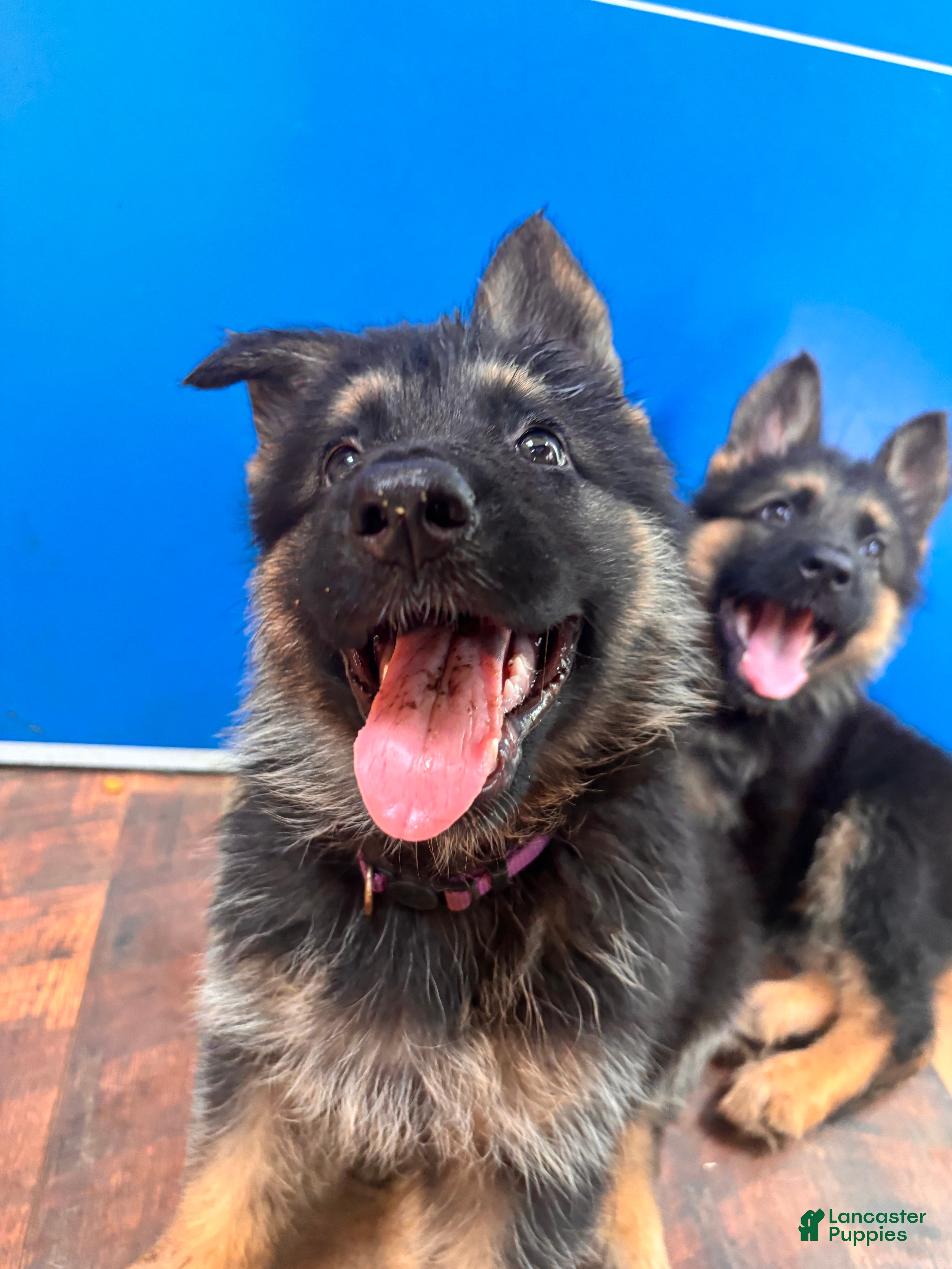 German Shepherd dogs Ravens ( Purple Collar) - Ad 19