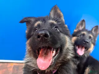 German Shepherd dogs Ravens ( Purple Collar) - Ad 19