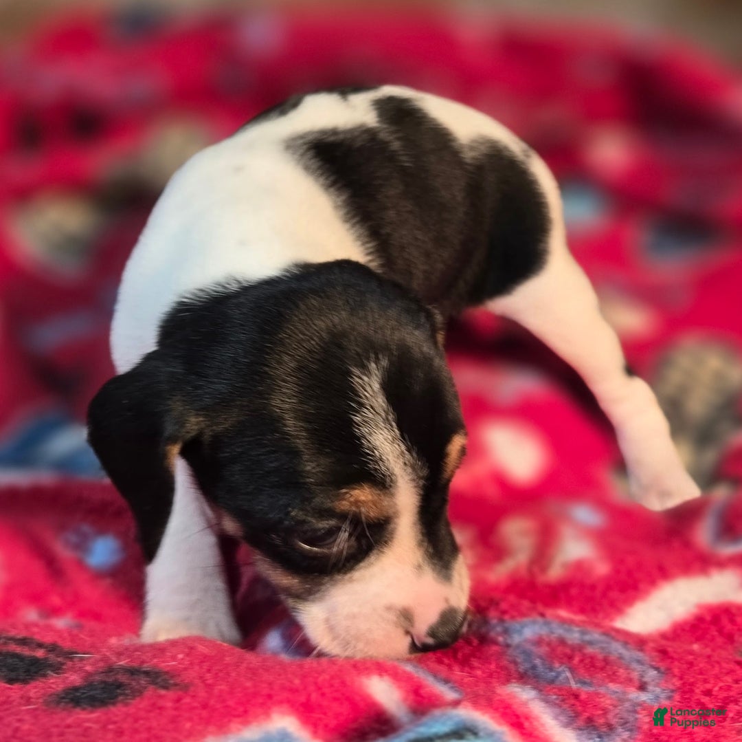 Beagle dogs for sale: Cinnamon Queen Elizabeth Pocket Beagle - Ad 5