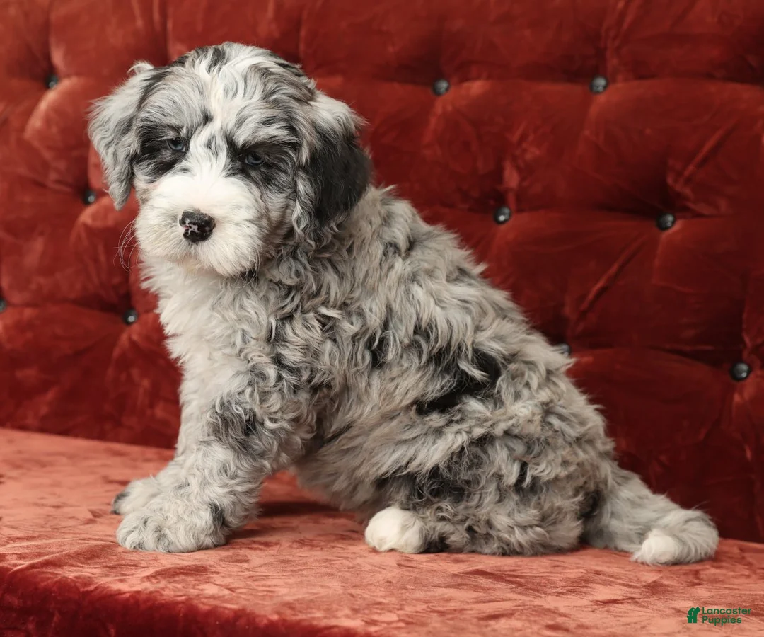 Mini Bernedoodle dogs for sale: Tannor - Ad 1