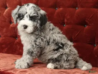Mini Bernedoodle dogs Tannor - Ad 27
