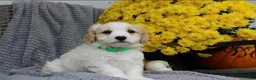 Cavachon dogs for sale: Buddy - Ad 5