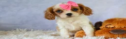 Cavalier King Charles Spaniel dogs for sale:   Nellie🌸 - Ad 13
