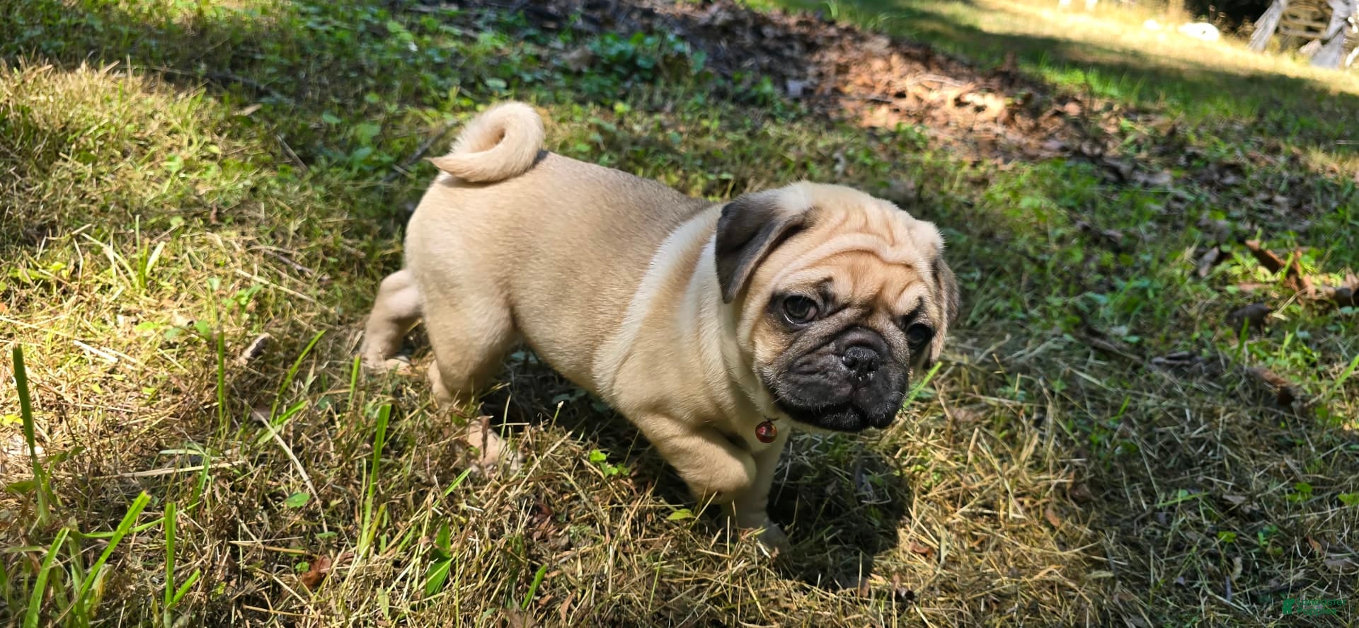 Pug dogs Don - Ad 16