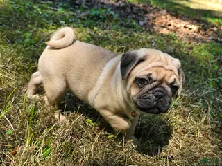 Pug dogs Don - Ad 28