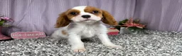 Cavalier King Charles Spaniel dogs for sale: Cavalier King Charles Spaniel 2 - Ad 4