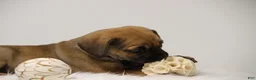 Puggle dogs for sale: Sierra - Ad 9