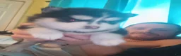 Pomsky dogs for sale: Puppy 1  - Ad 5