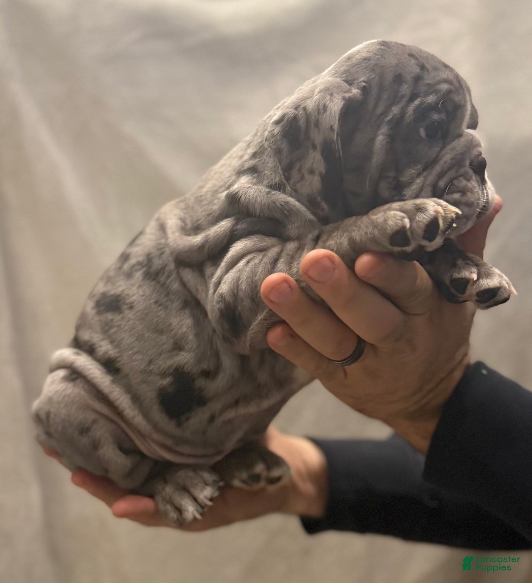English Bulldog dogs for sale: Judy - Ad 3