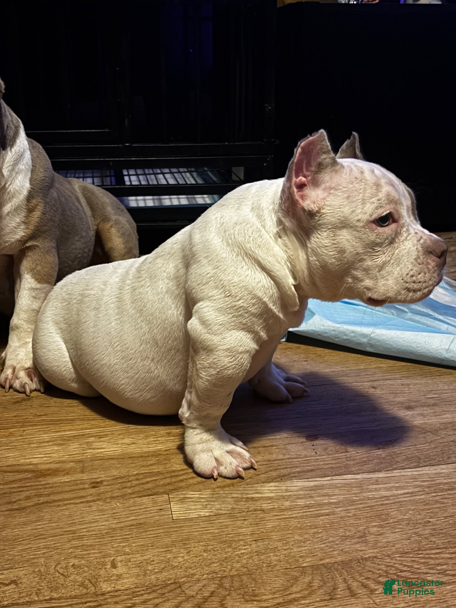 American Bully dogs Suki  - Ad 22