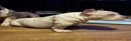 American Bully dogs for sale: Suki  - Ad 1