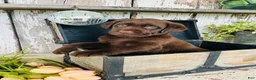Labrador Retriever dogs for sale: Tammy  - Ad 5