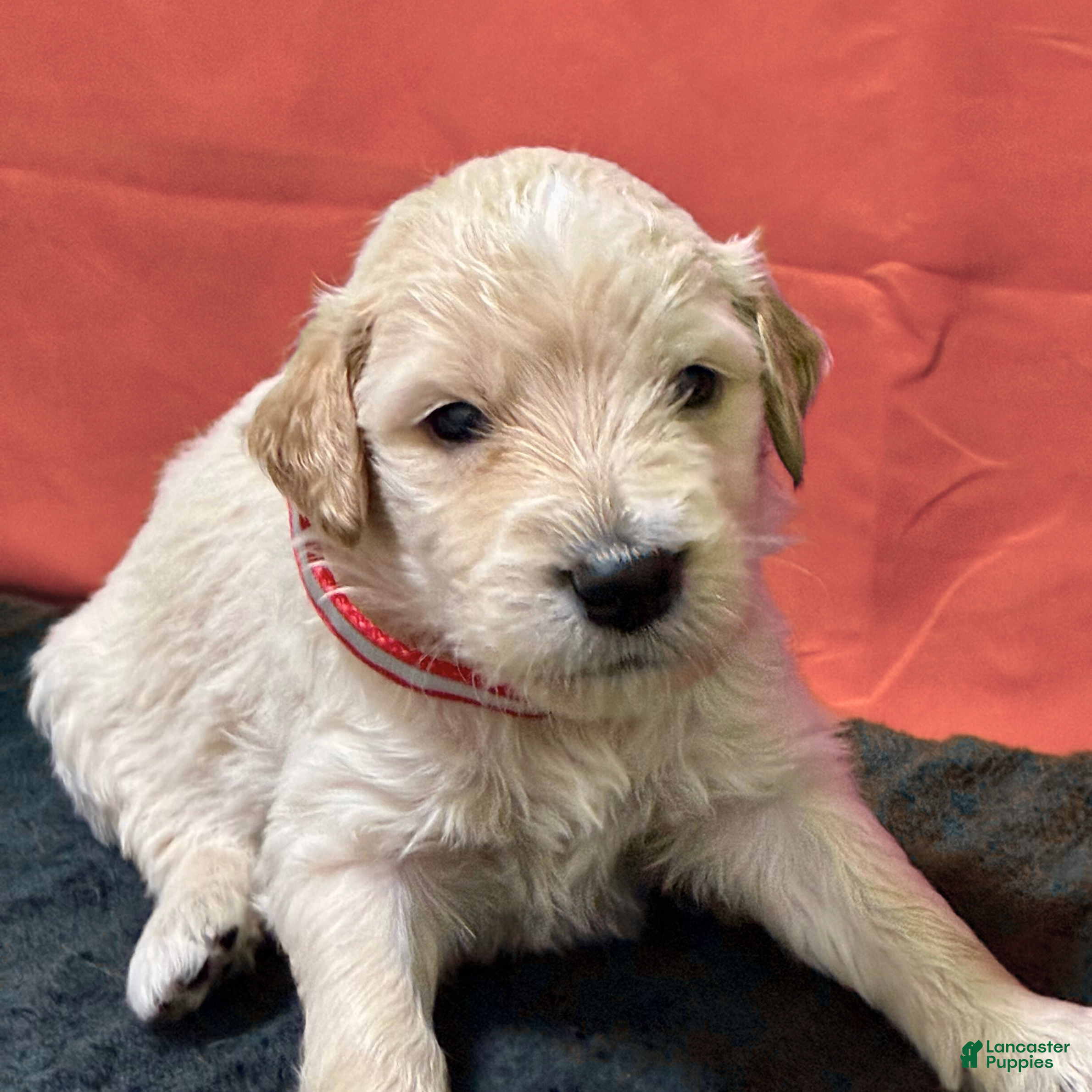 Goldendoodle dogs Jar-Jar JR. - Ad 2