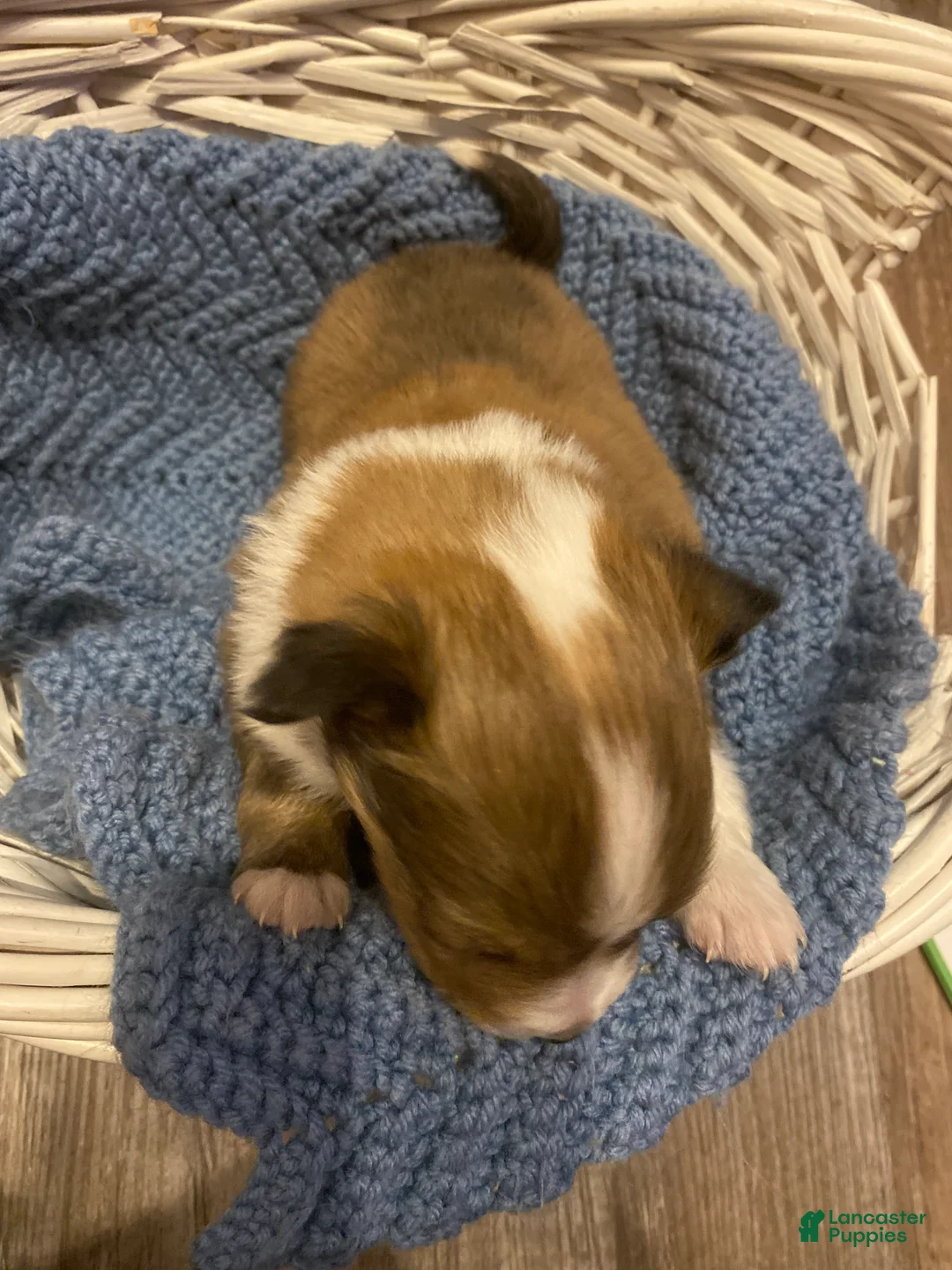 Shetland Sheepdog dogs for sale: Shetland Sheepdog Puppy 2 - Ad 8