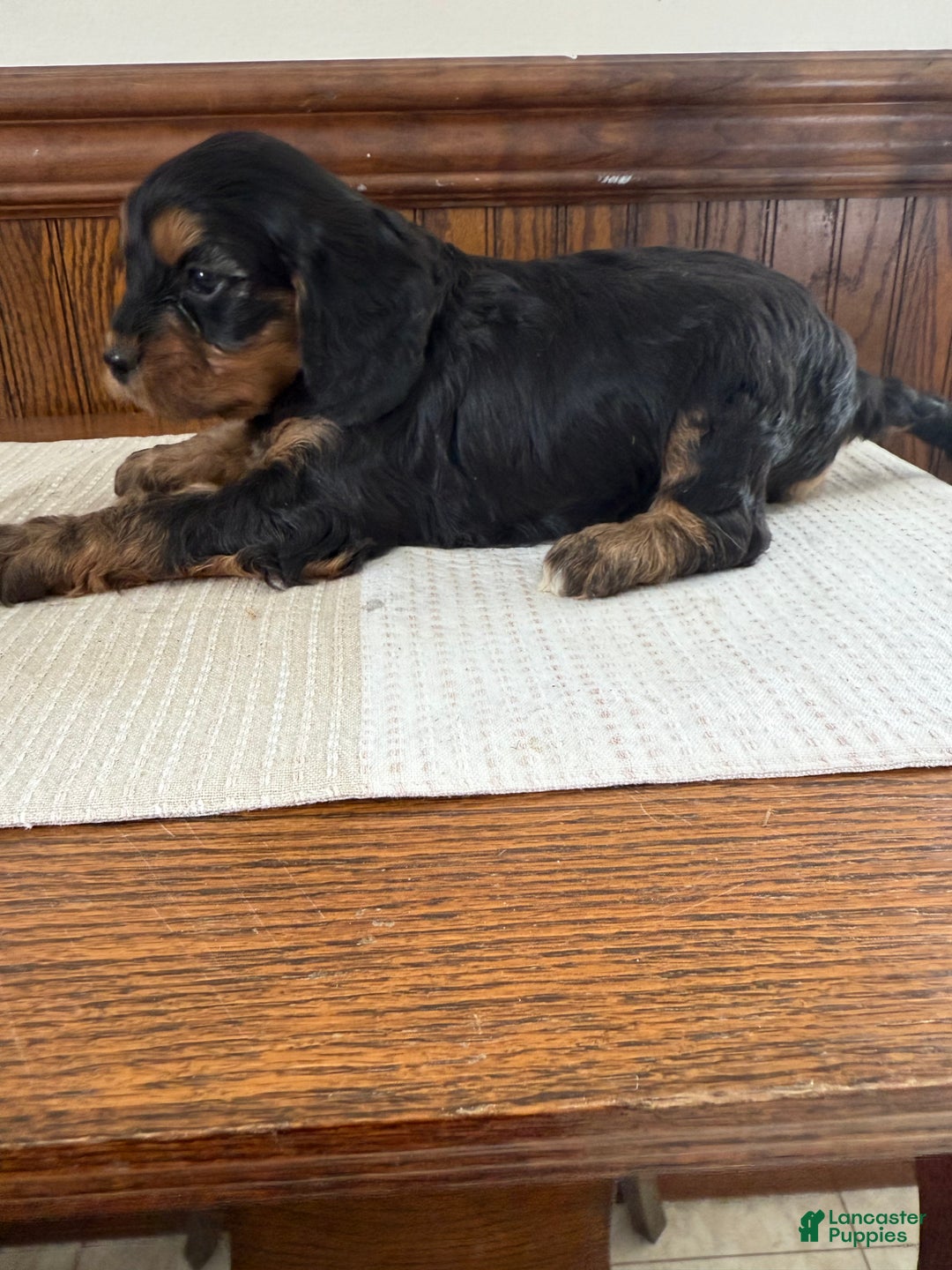 Cavapoo dogs for sale: Cavapoo Puppy 1 - Ad 3