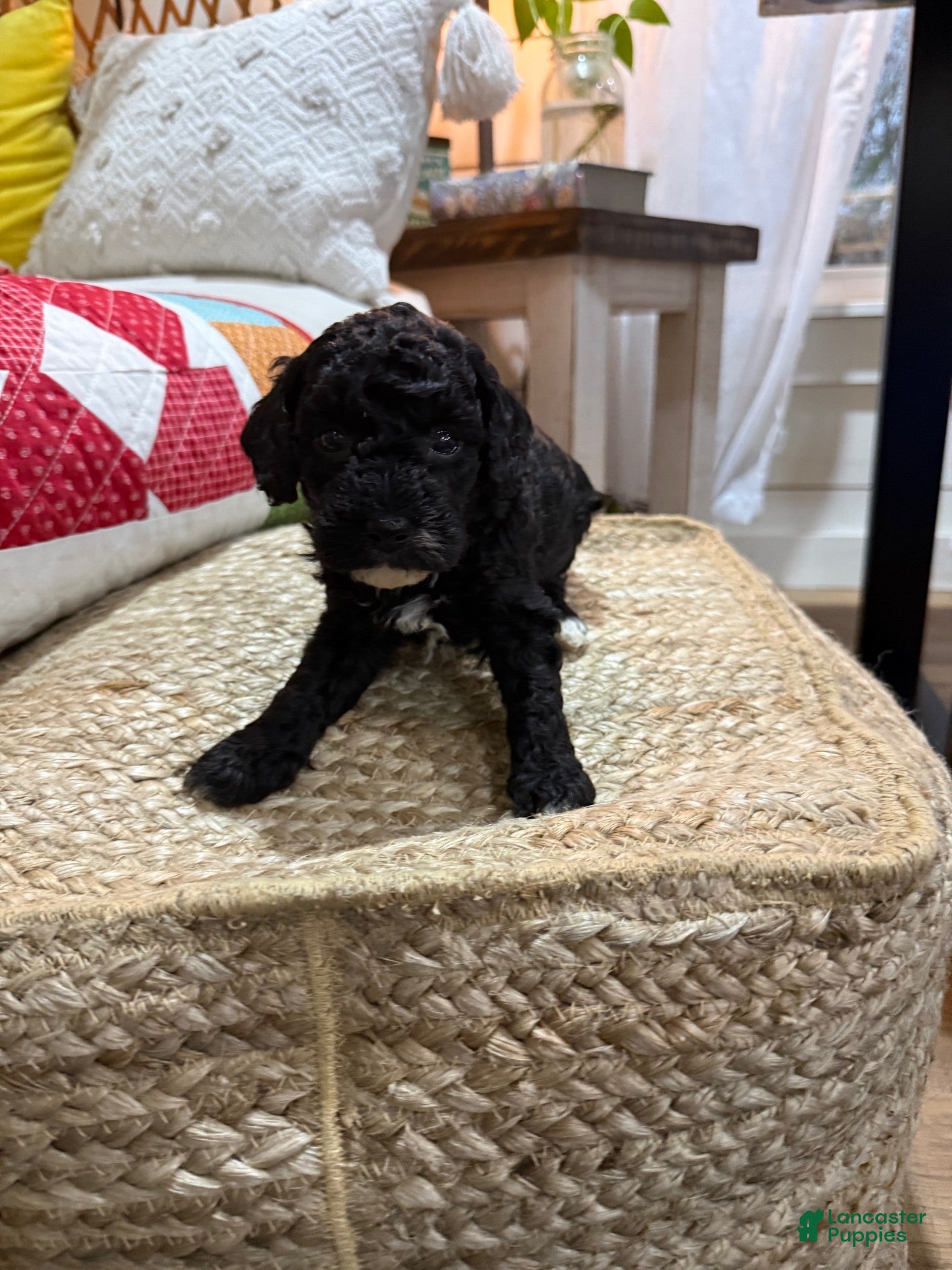 Cavapoo dogs Calvin - Ad 6