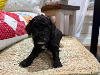 Cavapoo dogs Calvin - Ad 6