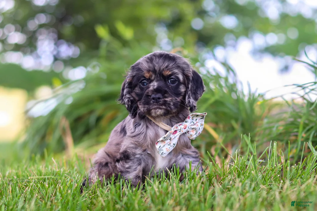 Cocker Spaniel dogs for sale: Jewel - Ad 2