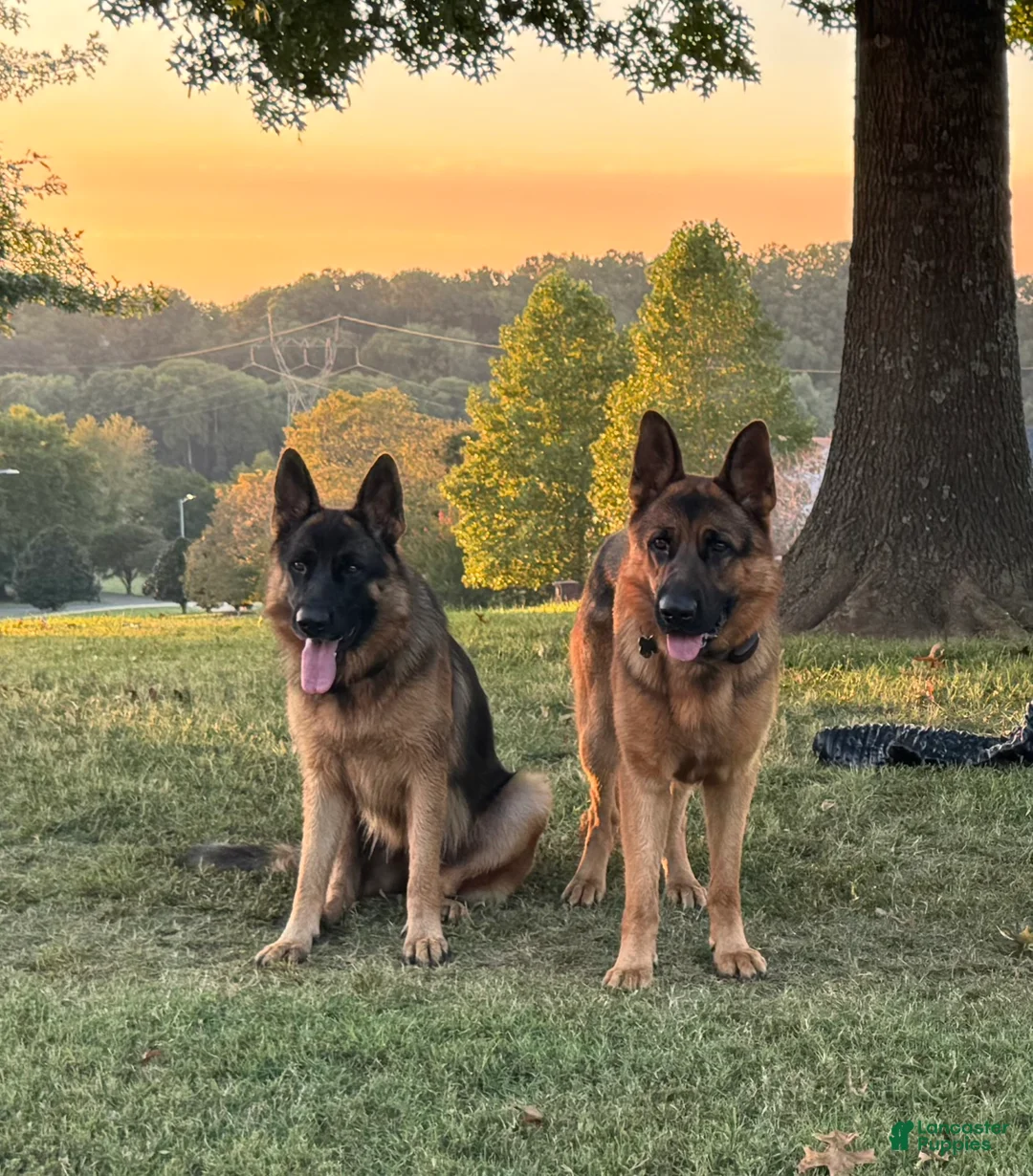 German Shepherd dogs for sale: German Shepherd Puppy 1 - Ad 13