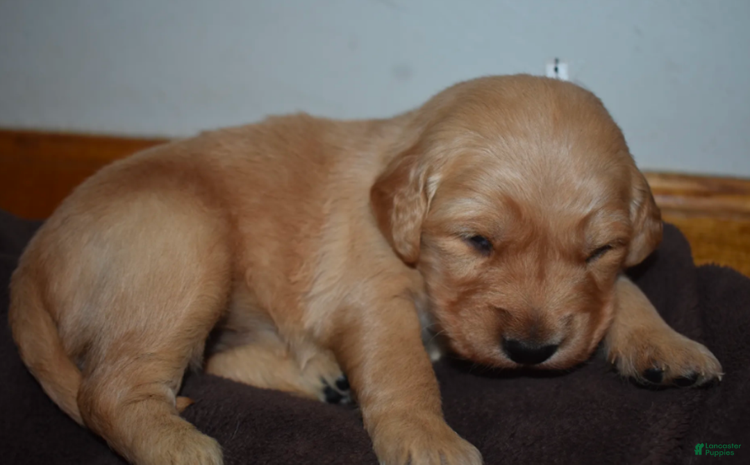 Golden Retriever dogs for sale: Ranger - Ad 9