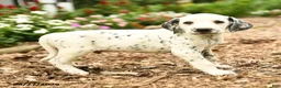 Dalmatian dogs for sale: Milo - Ad 3