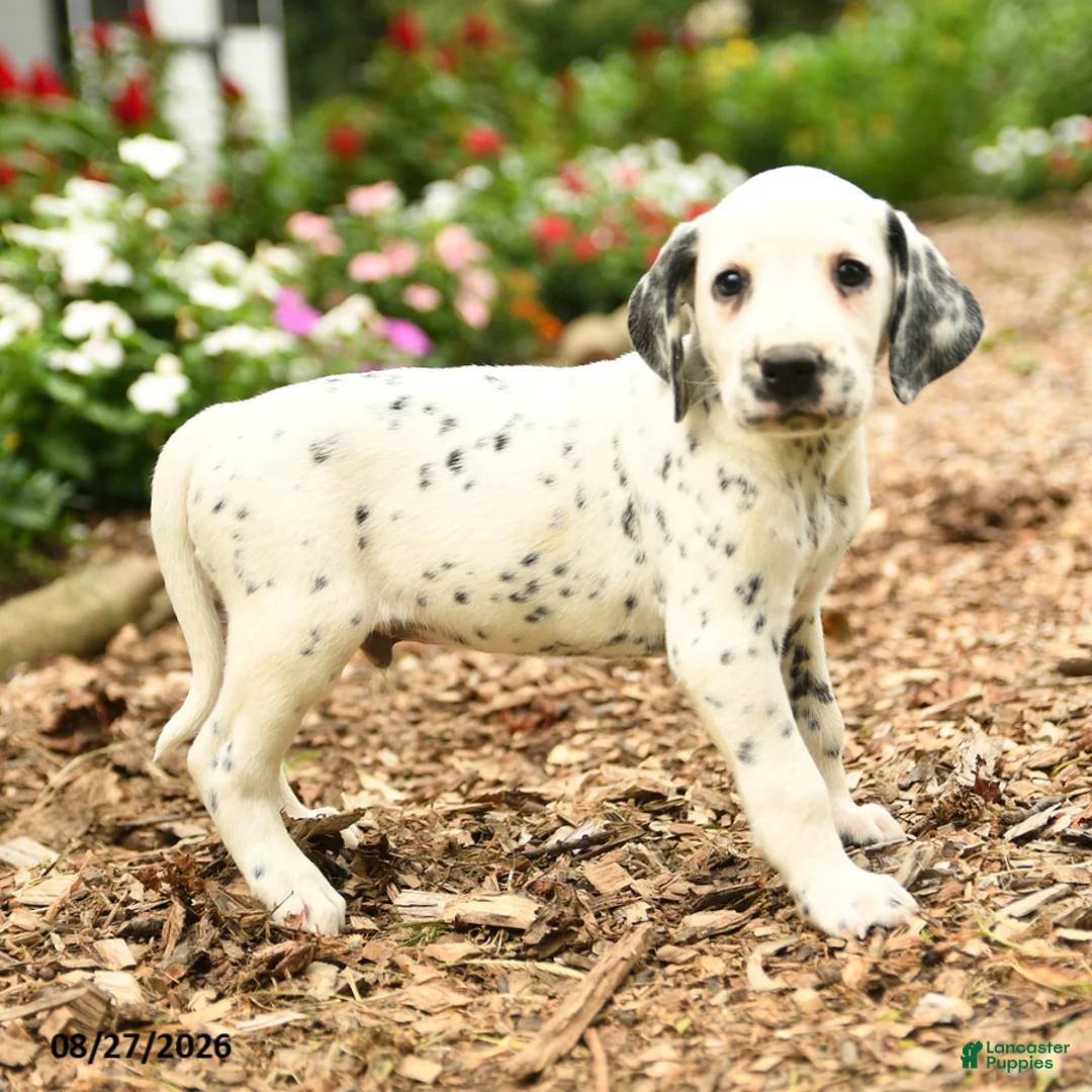 Dalmatian dogs for sale: Milo - Ad 3