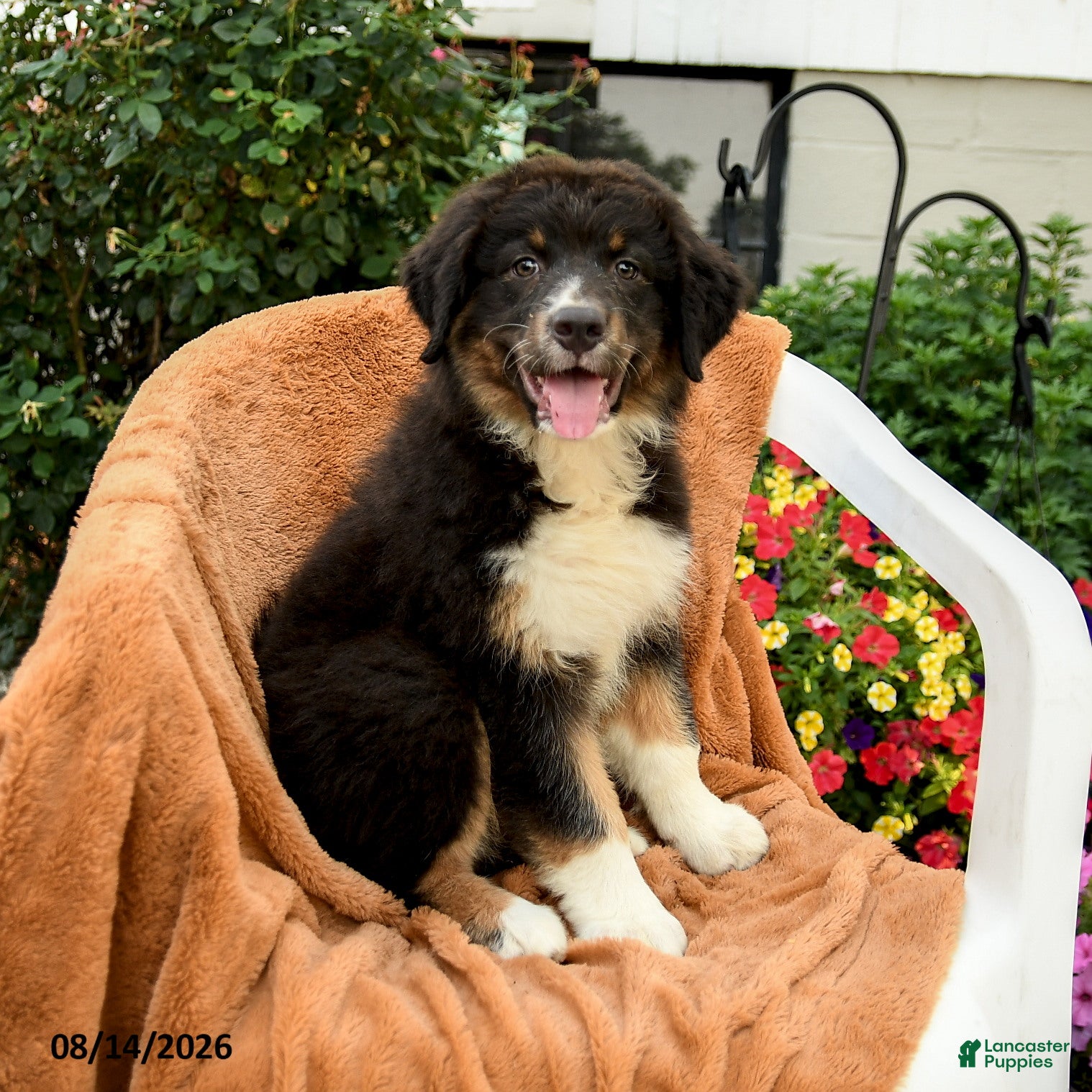 Australian Shepherd dogs Mia  - Ad 1