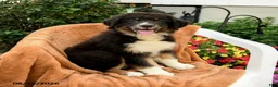 Australian Shepherd dogs for sale: Mia  - Ad 1