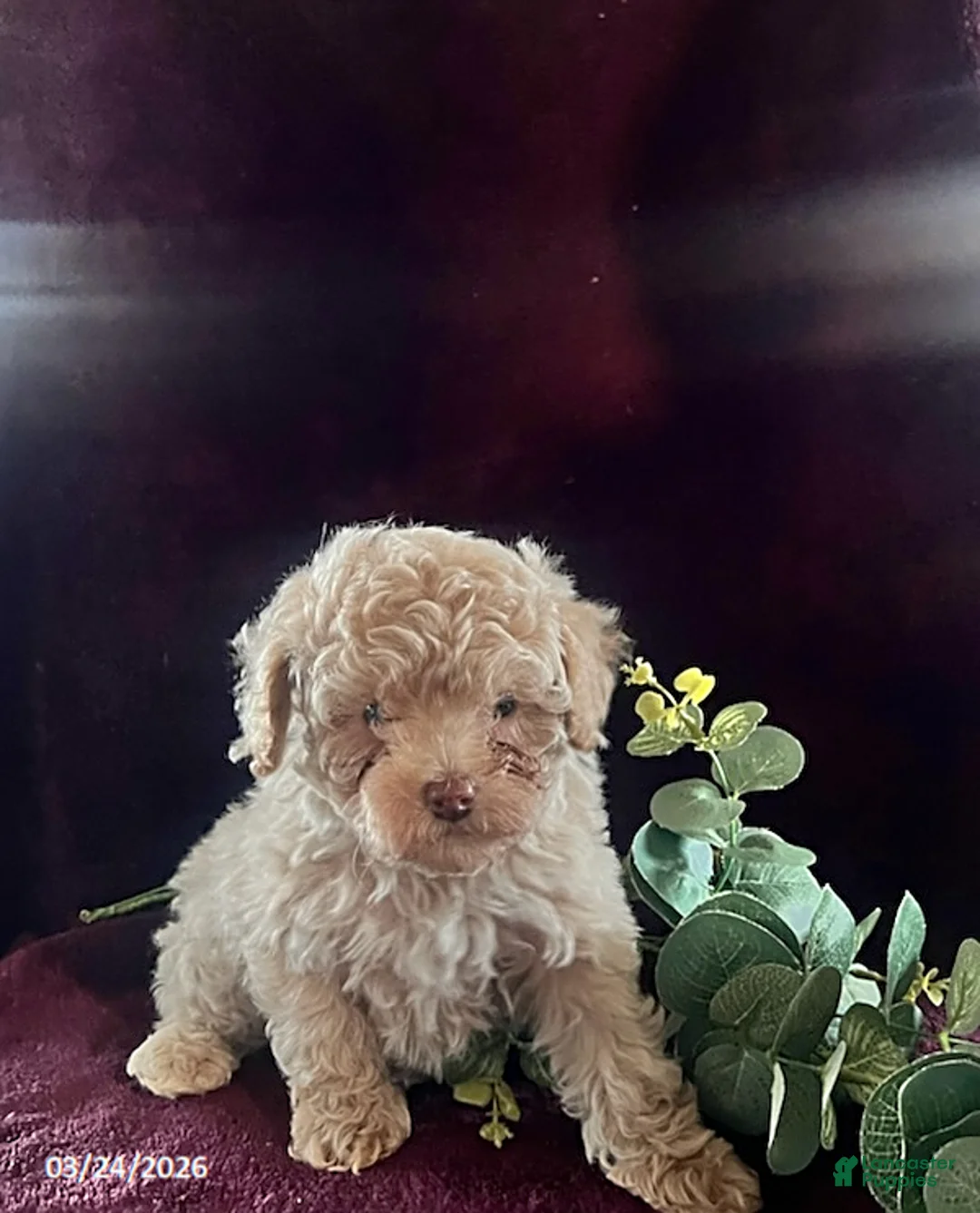 Miniature Poodle dogs for sale: Jackson - Ad 1