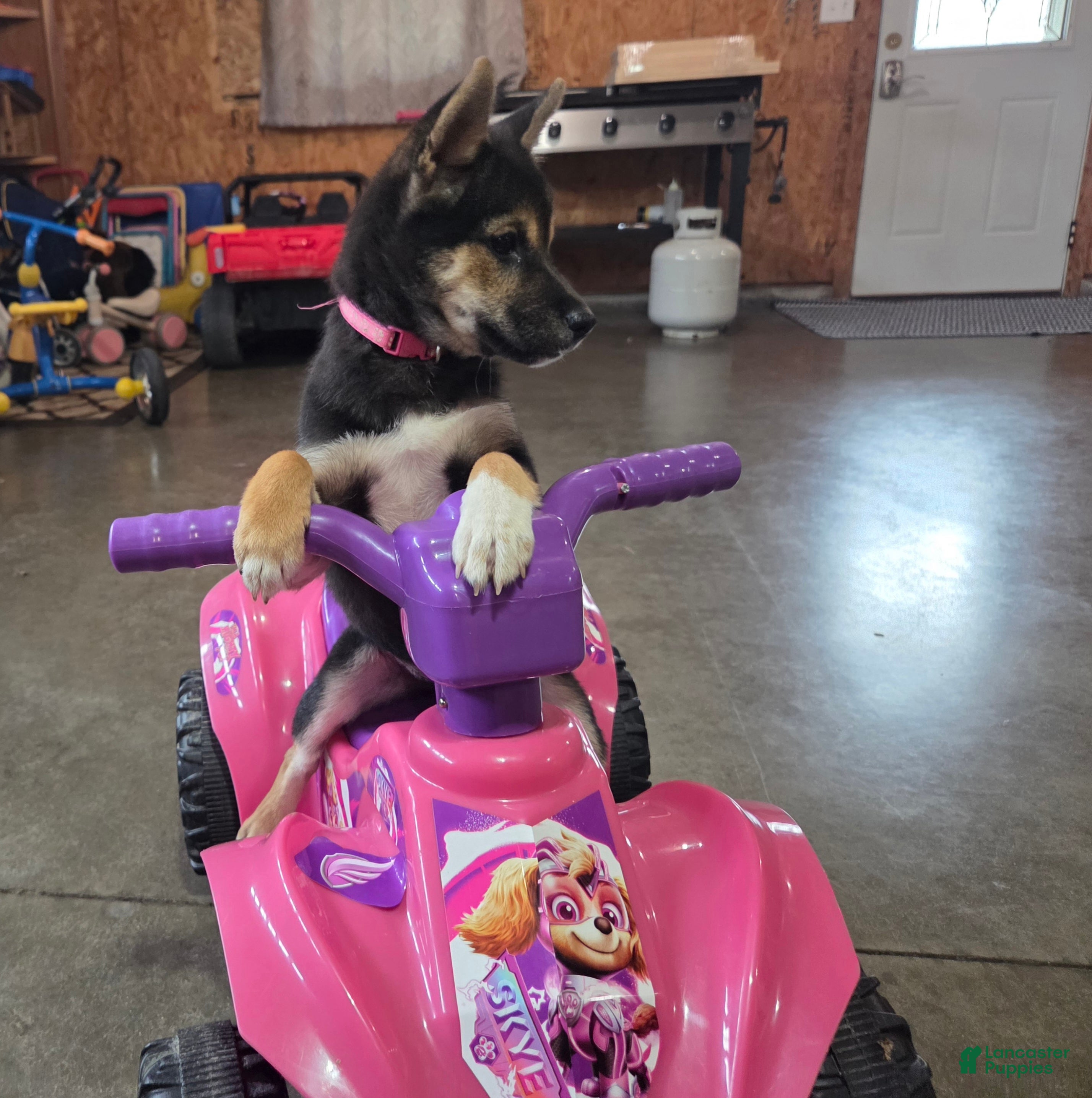 Stella (Shiba Inu, Female) in Grabill, IN