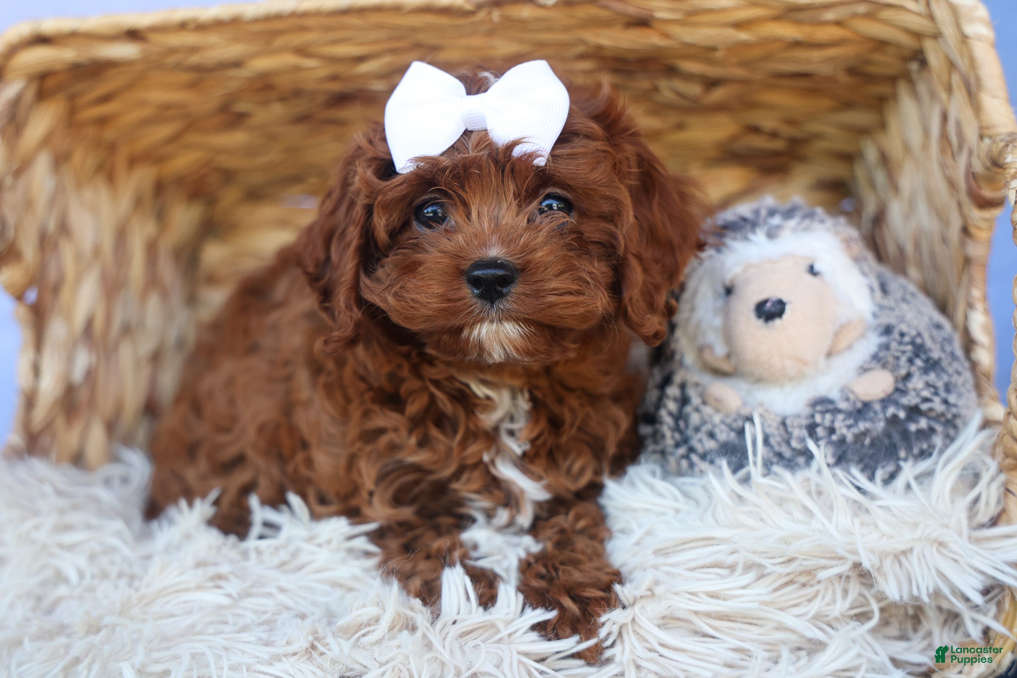 Cavapoo dogs for sale: RHODA - Ad 13