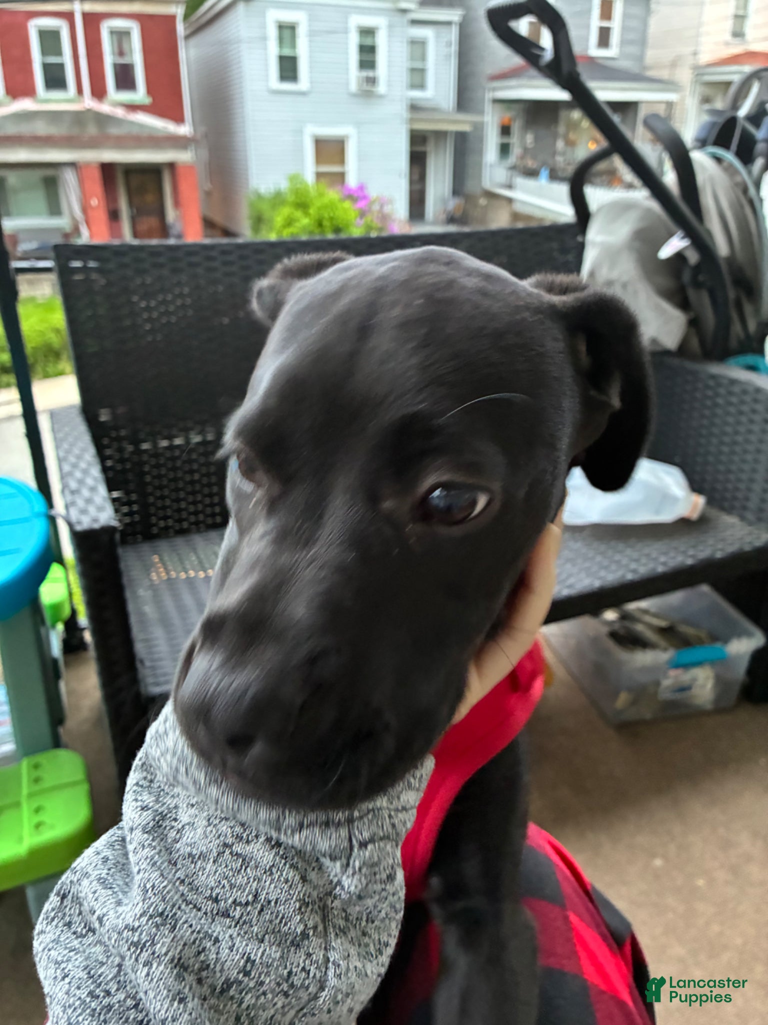 Mixed Breed dogs for sale: Kanesley - Ad 4