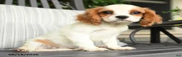 Cavapoo dogs for sale: Cheddar - Ad 3