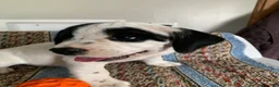 Beabull dogs for sale: Lexi - Ad 4
