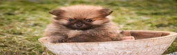 Pomeranian dogs for sale: Bennet - Ad 4