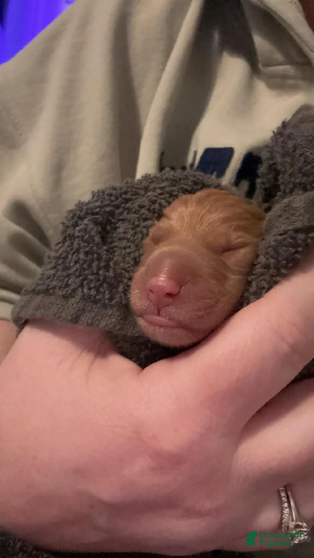 Golden Retriever dogs for sale: Clyde - Ad 2