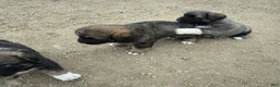 Mixed Breed dogs for sale: Mixed Breed 5 - Ad 4