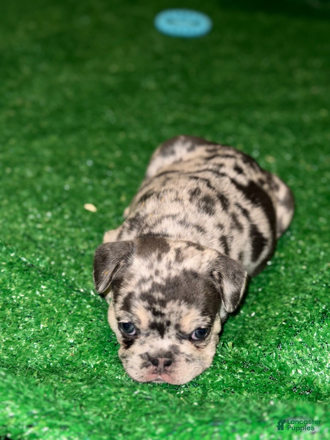 French Bulldog dogs for sale: French Bulldog Puppy 2 - Ad 8