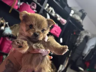 Mixed Breed dogs Ace - Ad 37