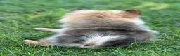Pomeranian dogs for sale: Ruby - Ad 8