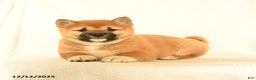 Shiba Inu dogs for sale: Puma - Ad 4