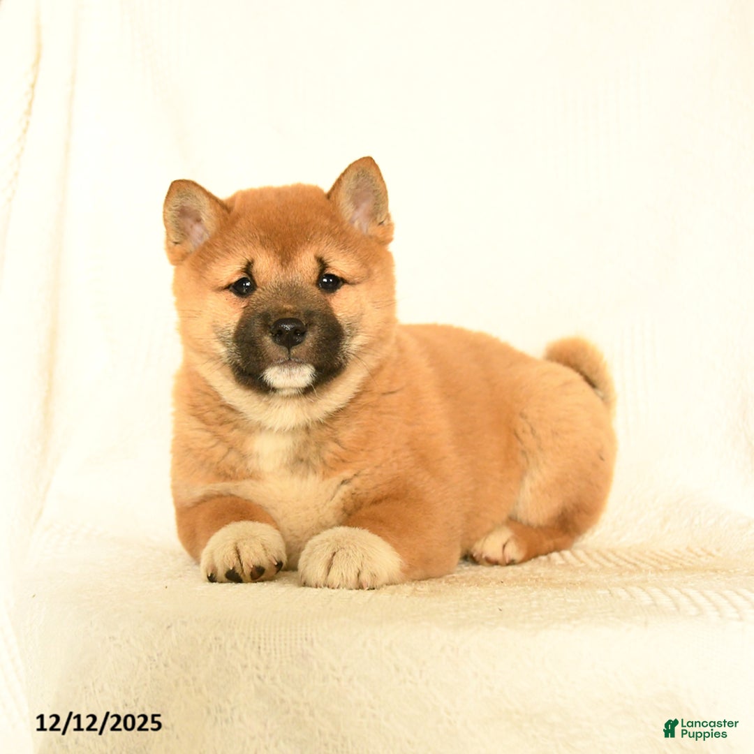 Shiba Inu dogs for sale: Puma - Ad 4