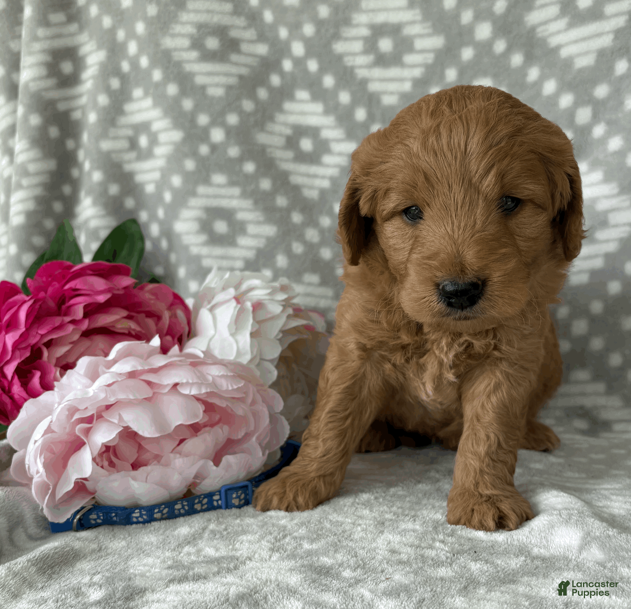 Goldendoodle dogs Oakley - Ad 2