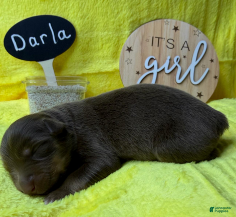 Australian Shepherd dogs Darla - Ad 1