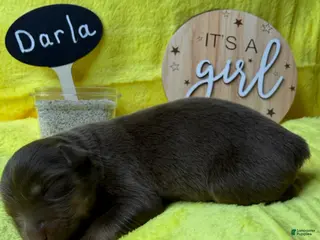 Australian Shepherd dogs for sale: Darla - Ad 2