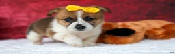 Welsh Corgi Pembroke dogs for sale: Ariel 💕 - Ad 8